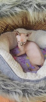 Kanadský sphynx - 4