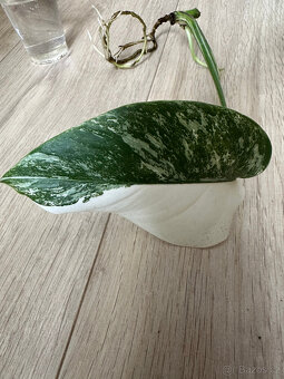 Monstera Albo variegata - 4