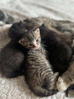 Darujeme koťátka do dobrých rukou – kocourek a kočička 🐱 - 4