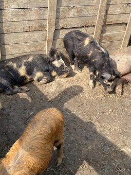 Kune Kune - 4