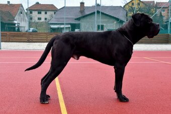 Cane corso - štěňata s PP (FCI) - 4