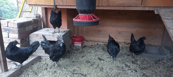 Ayam cemani - 4 slepice rok 2022 - 4