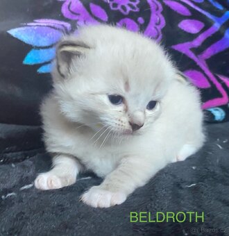 Ragdoll koťata s PP (FIFE) - 4