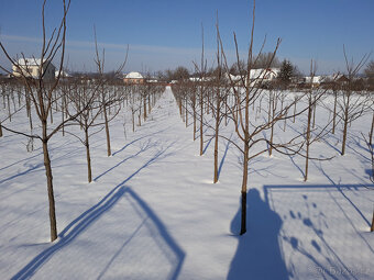 Ořech černý sazenice."Orech čierny - Kotora" - 4