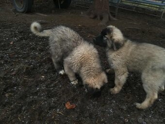 Šarplaninský pastevecký pes - poslední 2 volná štěňata - 4