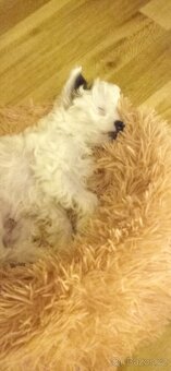 Čínský chocholatý pes - 4