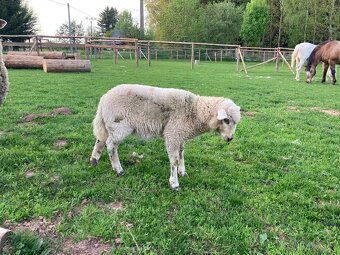 Prodám letošní jehňata - kříženci Suffolk - 4