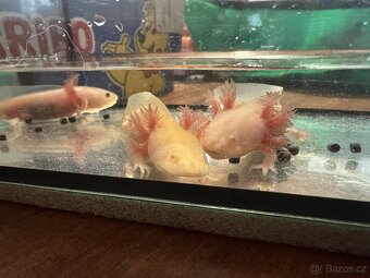 Axolotl mexický - Vodní dráček - 4