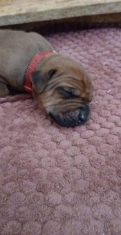 Rhodeský ridgeback - 4