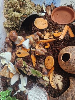 Achatina / africký šnek / oblovka - DARUJI - 4