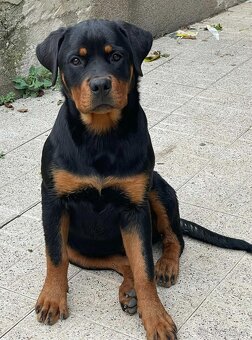 Rotvajler -štěňata s PP - 4
