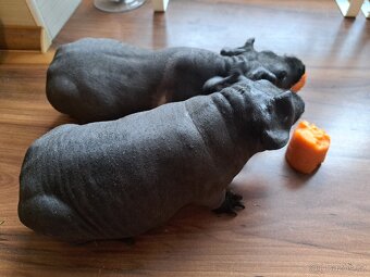 2x skinny morče (kluci) + klec + domeček - 4