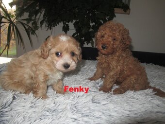 Maltipoo štěňátka - 4