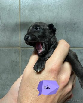 Italský chrtík s PP FCI - 4