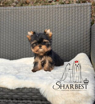 Jorkšírsky teriér s PP FCI, fenečky - 4