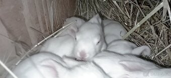 Brojlerový králík Hyla, Hyplus - 4