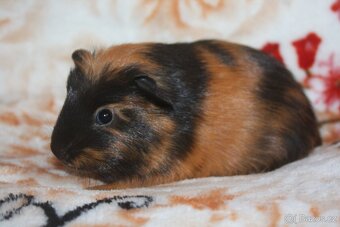 Morčata holčičky z chs - 4