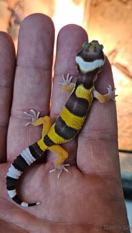 Gekoncik noční - samice 800 fotky na ubrousku - 4