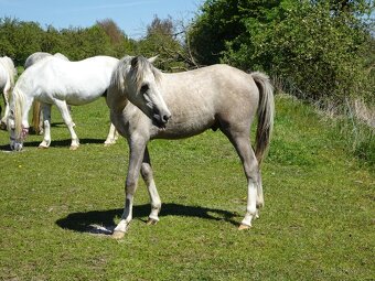 Prodám hřebečka Welsh pony, sekce B, s PP. - 4