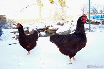 Rodajlendka červená 🥚🐣 (násadová vejce i kuřátka) - 4