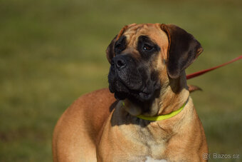 boerboel ballotada -chovná fena 1 rok - 4