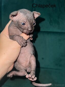 Kanadský sphynx - 4