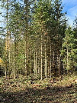 Prodej lesního pozemku v k.ú.Domašín okr.Vlašim - 4