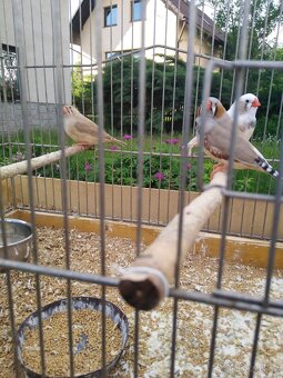 Prodám kanáry, andulky, žebříčky, stříbrozobky - 4