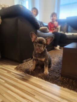 Francouzsky buldoček modrý - 4