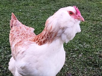 Faverolka násadová vejce - 4