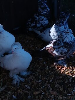 Holub maďarský obr - 4