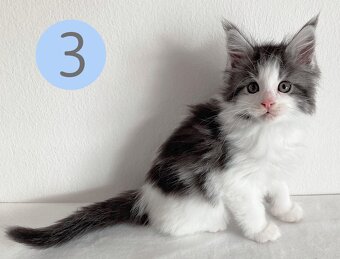 Mainská mývalí koťátka bez PP - již k odběru - 4
