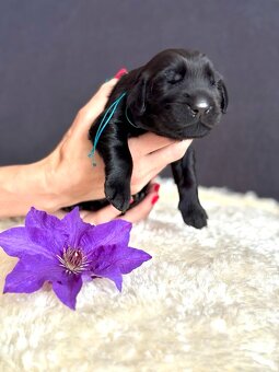 Prodám poslední 3 volné chlapečky Flat coated retriever - 4
