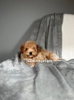 Maltipoo F1 Caramel, 3 měsíce - 4