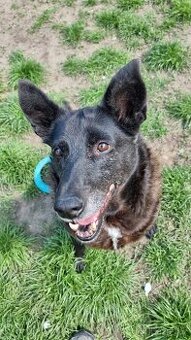 CONNIE K ADOPCI - nejvěrnější parťačka, mazel na N-tou - 4