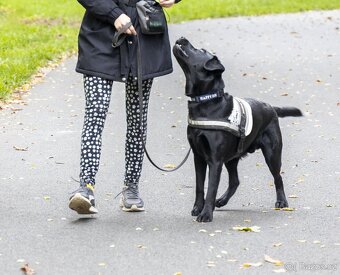 Černý labradorský retrívr - 4