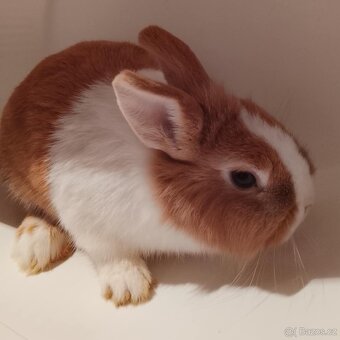 Zakrslý králíček bez PP sameček Gimmy - 4
