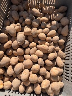 BRAMBORY na uskladnění ADÉLA - 4