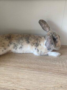 Prodám králíčka - 4