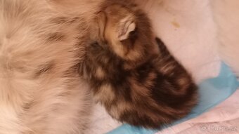 Britská kočička whiskas s PP - 4