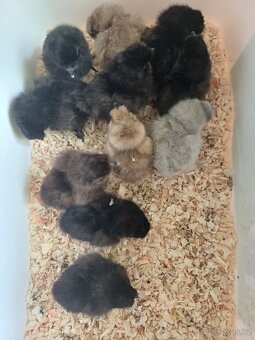 Kuřátka hedvábničky - 4