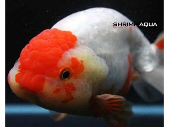 Největší ON-LINE AKVARISTIKA - www.shrimpaqua.eu - 4