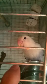Agapornis Fisery rucne dokrmene 3 m - 4