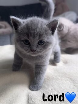 Skotská koťatká: Scottish fold a Scottish straight - 4