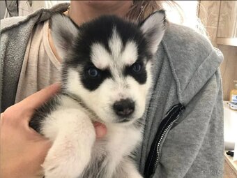Úžasná štěňata sibiřského huskyho - 4