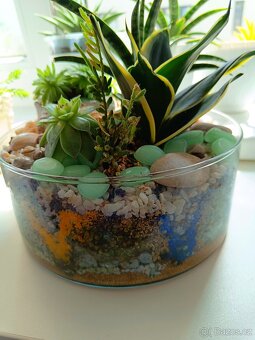 Florarium/kompozice ze sukulentu ve skle - 4