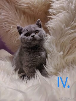 Britská modrá krátkosrstá  koťata s pp - 4