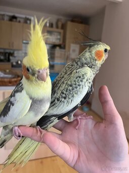 Ochočená korela mládě - 4