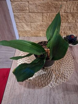 Pokojové rostliny 1 - 4