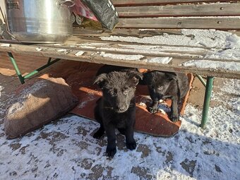 Německý ovčák, štěňata - 4